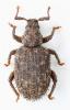 Cathormiocerus discors